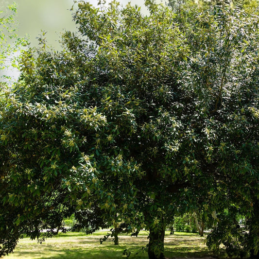 Live Quercus Ilex Mediterranean Holly Oak Seedlings – 13+ Inch Evergreen Tree Starter Plant for Landscaping