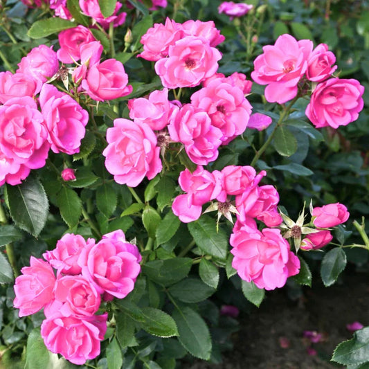Miniature Pink Rose Bush in 2" Pot - Starter Plant with Blooms - Rosa spp. - New Harvest Quality
