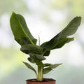 Musa Banana Tree Starter Plant Bordelon Variety Tropical Houseplant Live Plant Small Rooted