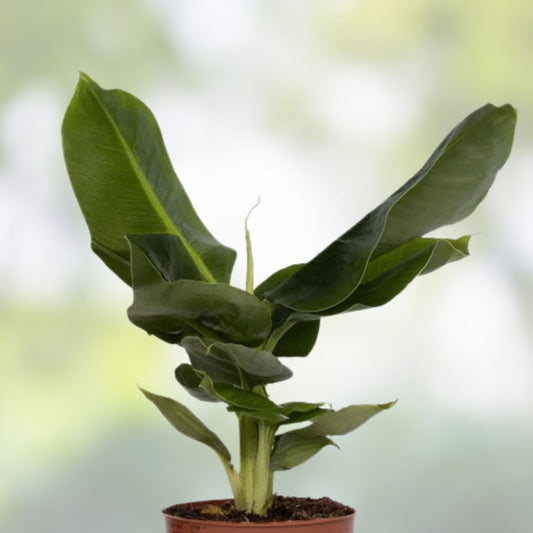 Musa Banana Tree Starter Plant Bordelon Variety Tropical Houseplant Live Plant Small Rooted