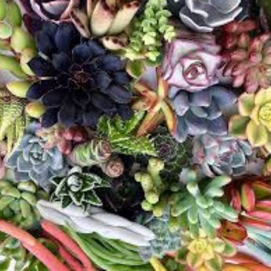 Mixed Succulent Cuttings 1-2" Live Plants, 15 Varieties for Propagation, Terrariums, and Home Decor