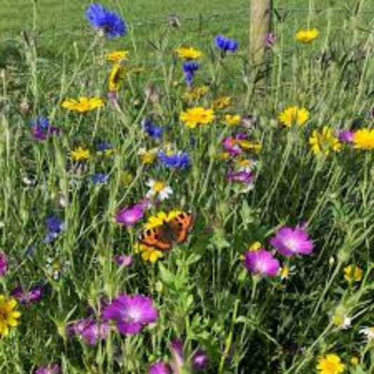 Perennial Wildflower Seeds Bundle for Bees and Butterflies Native Pollinator Habitat Planting Kit