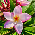 Rooted Plumeria Cutting - Light Pink Semi Dwarf Frangipani Plant for Tropical Gardens, Easy to Grow, 16+ Inches