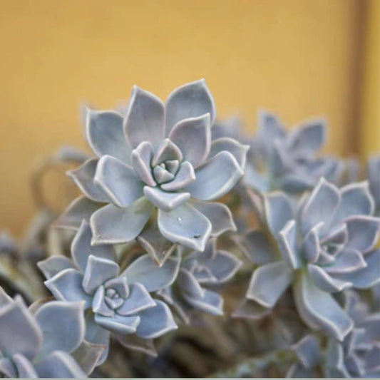Graptopetalum paraguayense Ghost Plant Cuttings 2” Pot Succulent Indoor Plant Easy Care Grey Houseplant