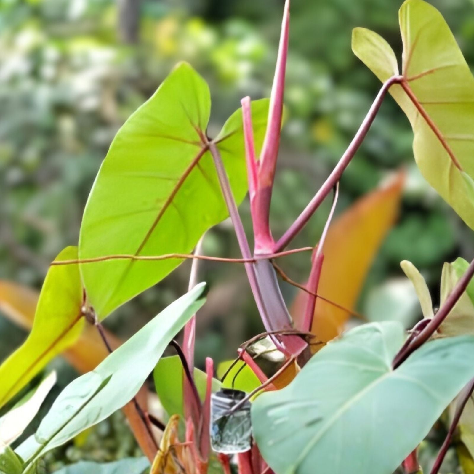 Blushing Philodendron Vine Cutting 10-12 inches with Roots, Indoor Houseplant, Philodendron erubescens, Easy to Grow
