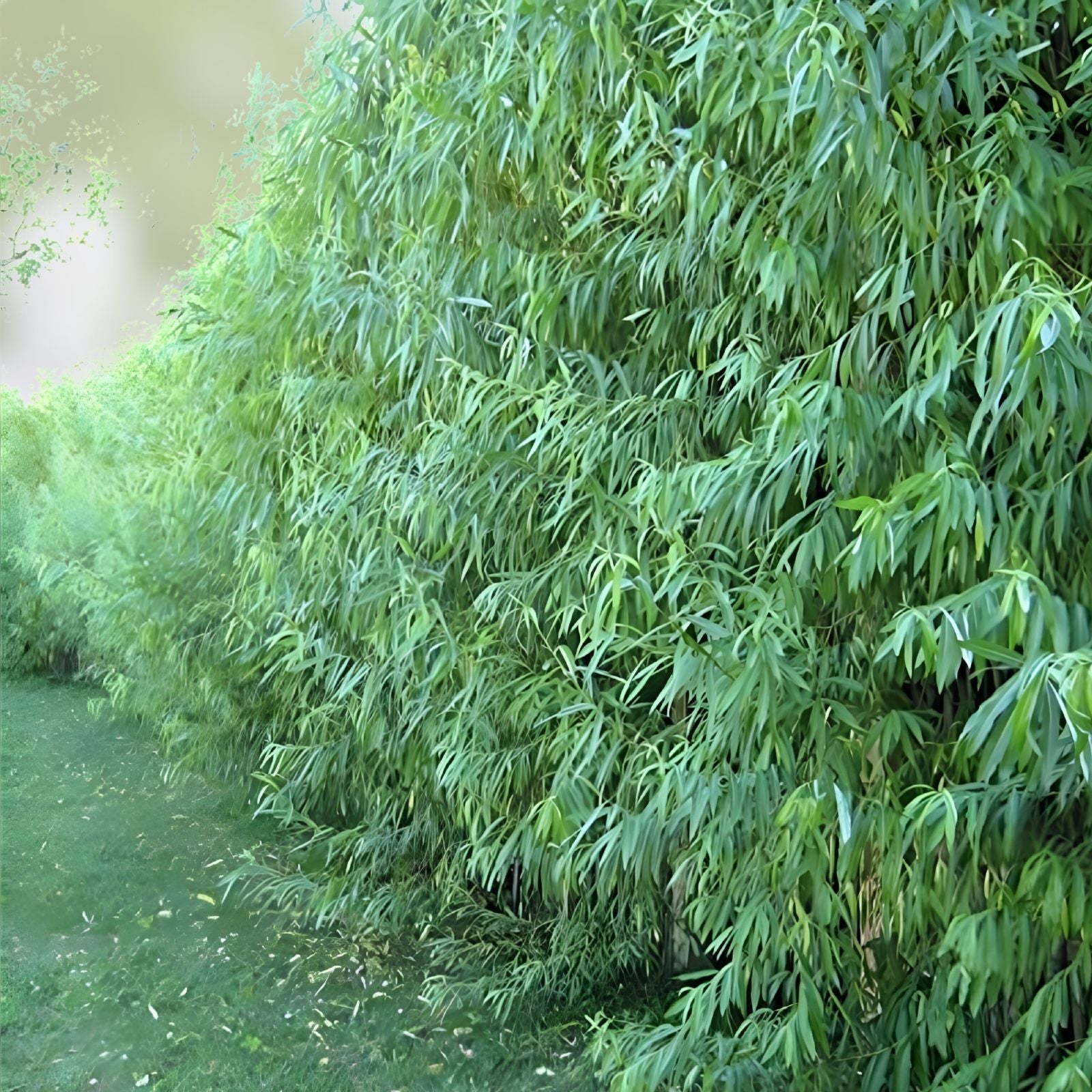 Willow Trees Bundle 5 Pack – Weeping, Austree Hybrid, Corkscrew Salix spp. Live Trees for Landscaping and Garden