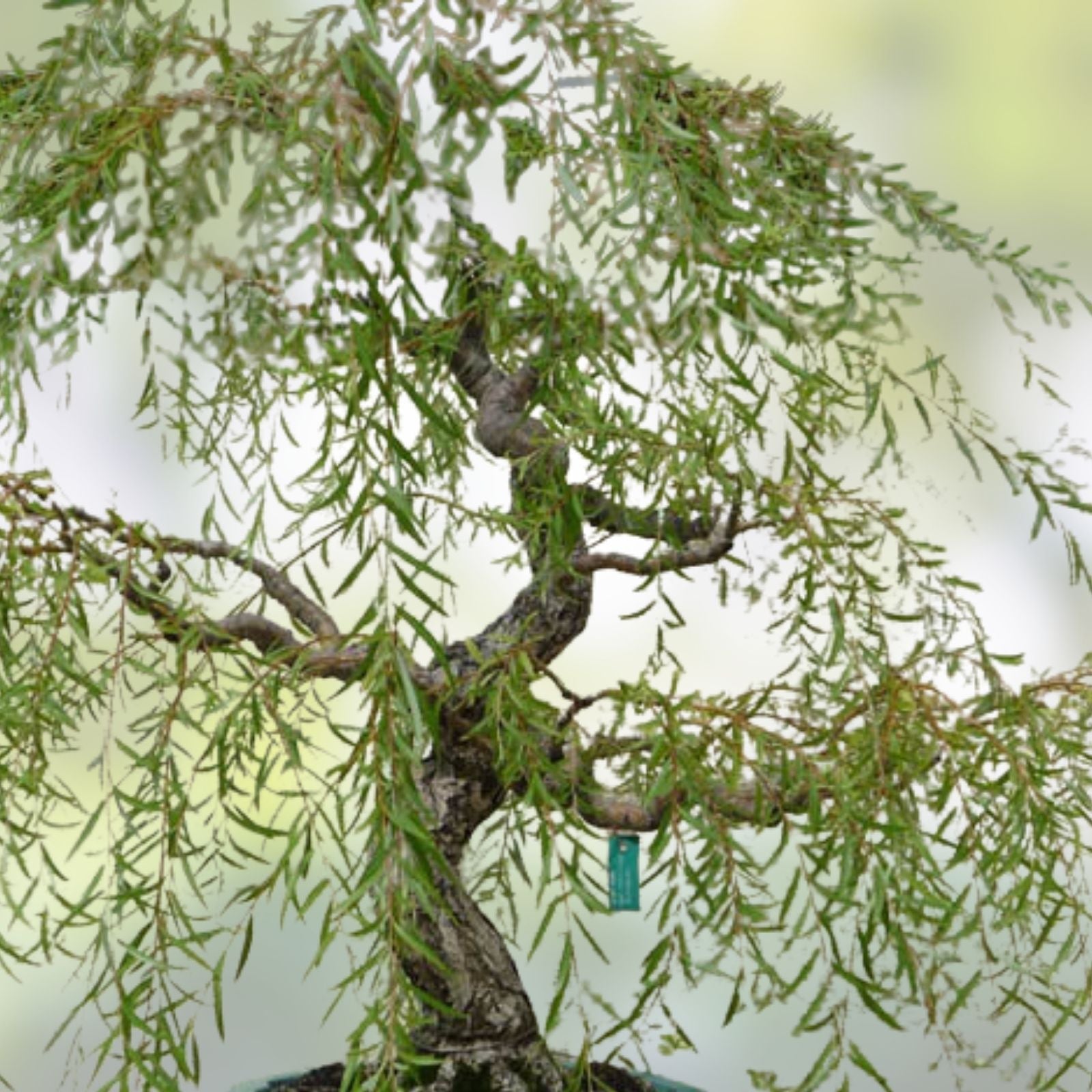 Green Weeping Willow Tree Cutting - Dwarf Bonsai, Thick Trunk, Salix babylonica, Live Plant Propagation Material