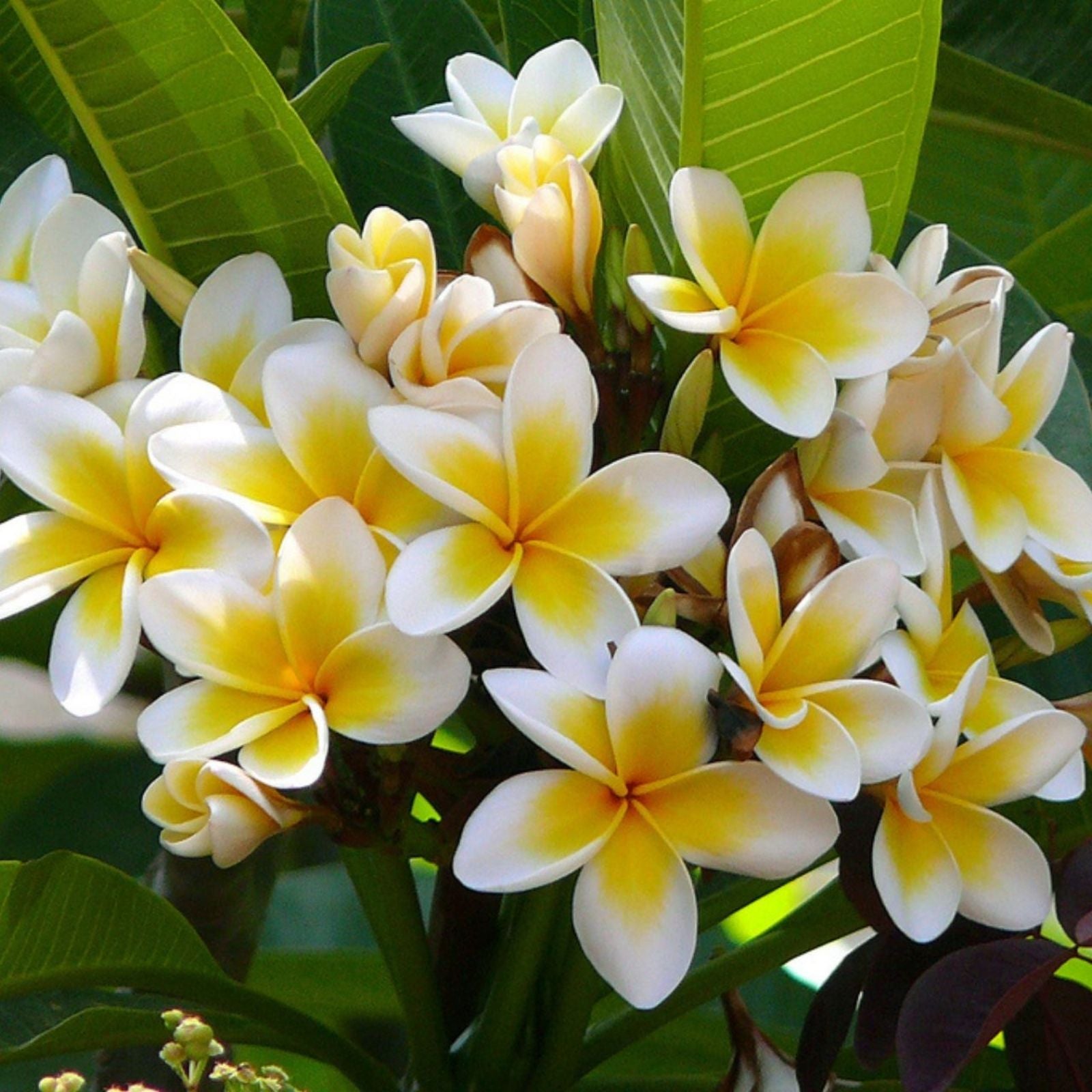Plumeria Bewitched Cutting Live Plant Frangipani Propagation Starter Plant Houseplant