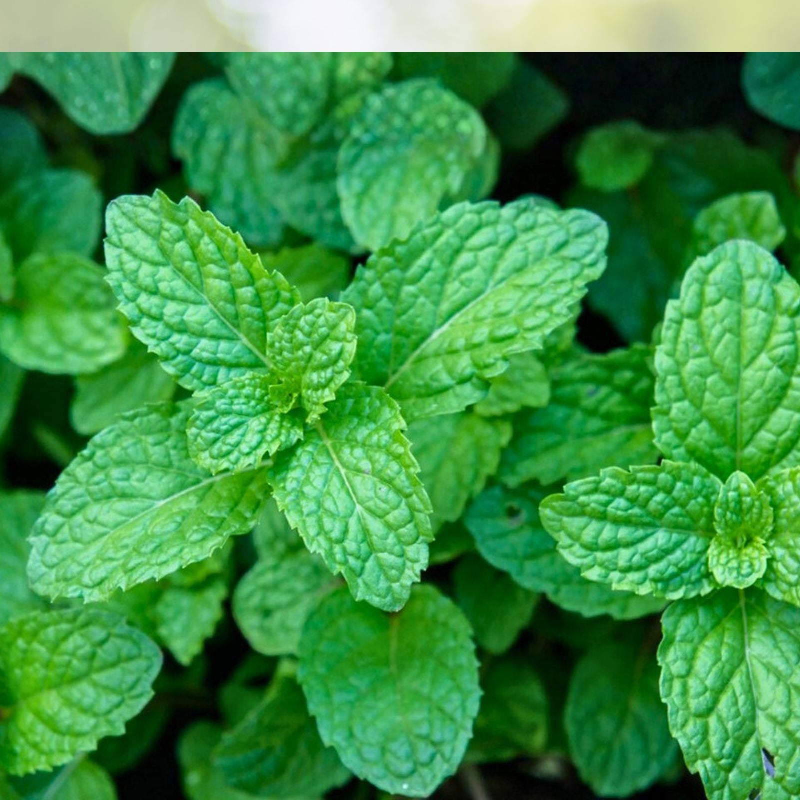 Peppermint Seeds 500+ | Mentha × piperita Herb Seeds | Non-GMO, Heirloom, Fresh Flavor, Gardening, Live Plant, Cutting, Starter Plant