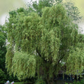 Corkscrew Willow Tree Cuttings Salix matsudana Live Plant Starter Bare Root Garden Propagation Set of 10