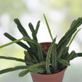 Rhipsalis Pentaptera Live Plant in 2" Pot, Indoor Tropical Houseplant, Easy Care Greenery, Epiphyllum Cactus Cutting
