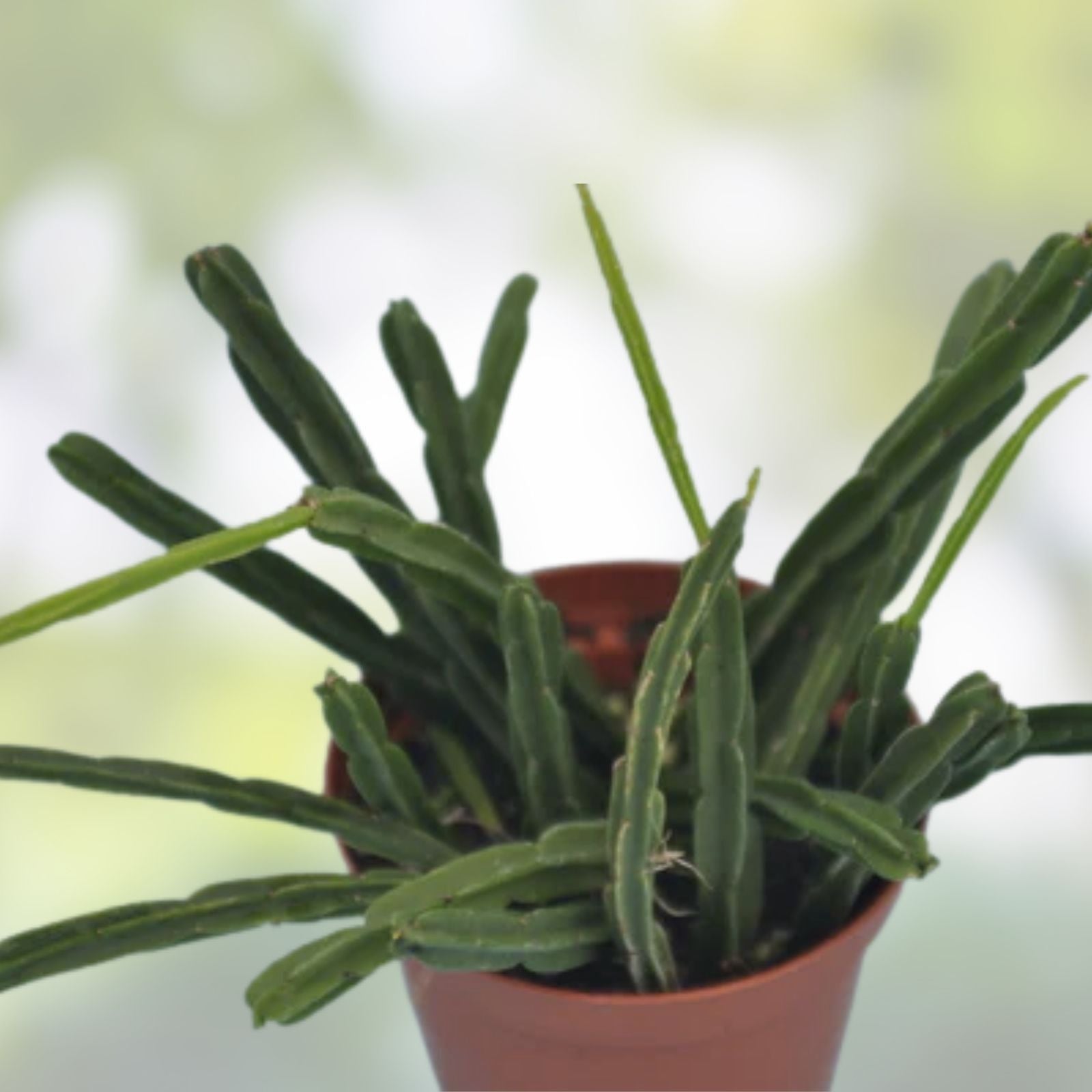 Rhipsalis Pentaptera Live Plant in 2" Pot, Indoor Tropical Houseplant, Easy Care Greenery, Epiphyllum Cactus Cutting