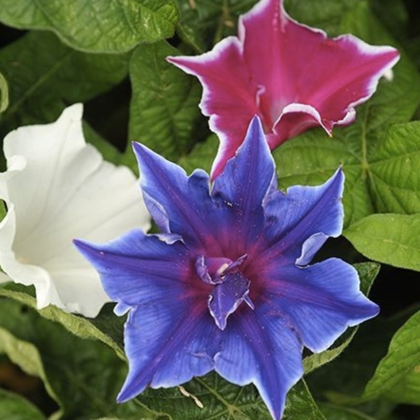 Kikyo-Zaki Mix Morning Glory Seeds 30 Pack, Colorful Vines, Ipomoea tricolor, Live Plant, Cutting, Starter Plant, Houseplant, Non-GMO
