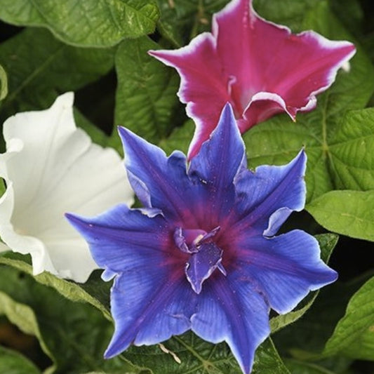 Kikyo-Zaki Mix Morning Glory Seeds 30 Pack, Colorful Vines, Ipomoea tricolor, Live Plant, Cutting, Starter Plant, Houseplant, Non-GMO