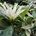 Thai Snow Ixora Starter Plant, Variegated White Flowers, Tropical Shrub, Live Houseplant, Rooted Cutting