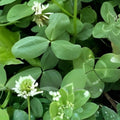 Rare 4 Leaf Clover Plant Trifolium repens Live Lucky Gift Houseplant Fast Shipping