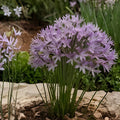 Society Garlic Seeds 50 Count | Ornamental Edible Perennial Flower | Tulbaghia violacea | Live Plant or Cutting