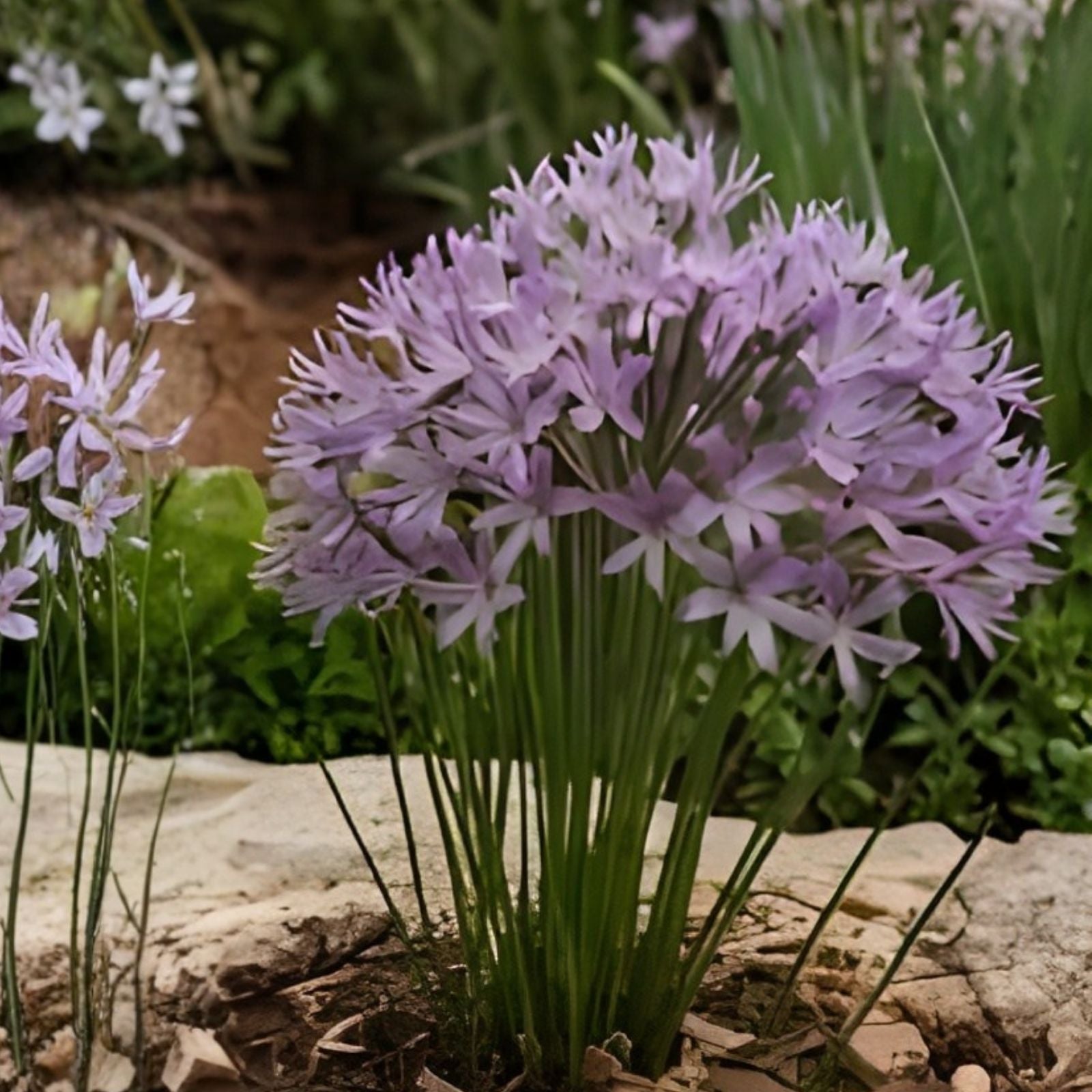 Society Garlic Seeds 50 Count | Ornamental Edible Perennial Flower | Tulbaghia violacea | Live Plant or Cutting