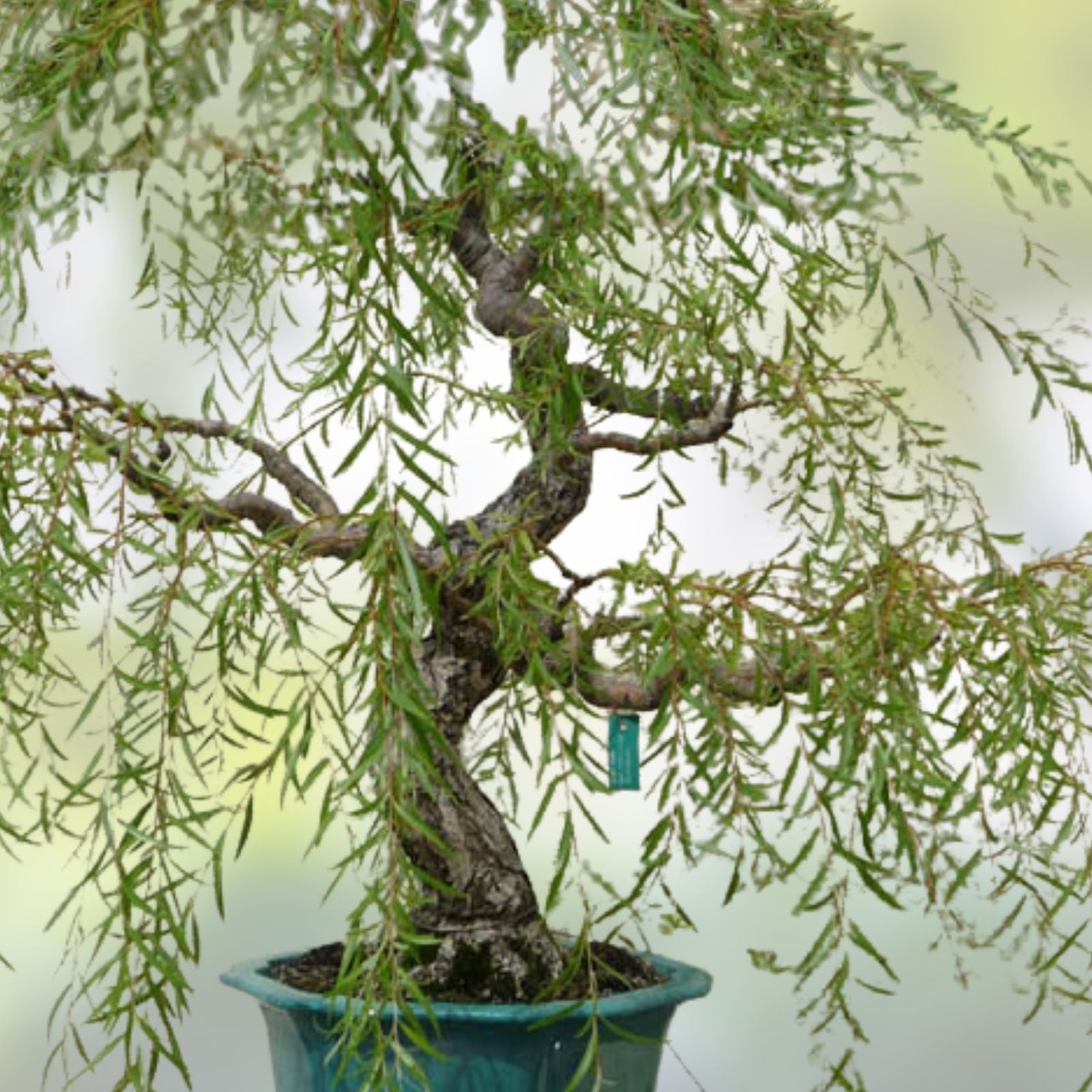 Dwarf Weeping Willow Bonsai Tree Cutting - Thick Trunk, Salix babylonica var. pendula, Indoor Outdoor Plant, Live Bonsai Seedling
