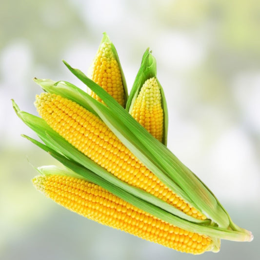 Yellow Sweet Corn Seeds 100 Count Hybrid "Incredible Corn" Zea mays Non-GMO Heirloom Quality for Planting