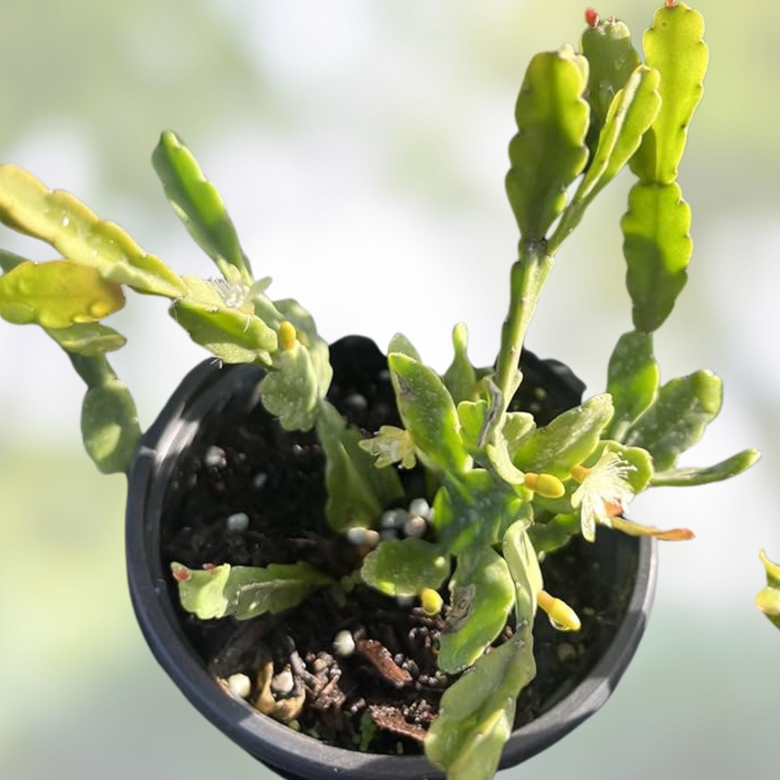 Rhipsalis agudoensis Cuttings - 5 Orchid Cactus Stems, 4 Inches, Live Houseplant, Easy Care Succulent, Full Sun, Indoor Plant