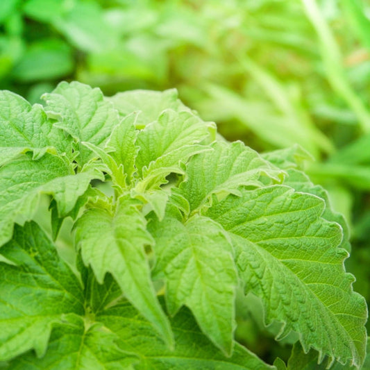 Green Shiso Seeds 100+ | Japanese Herb for Planting, Sushi Flavor, Perilla frutescens, Organic Culinary Seeds, Fast Shipping
