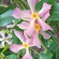 Pink Star Jasmine Cuttings – Fragrant Trachelospermum jasminoides Starter Plants, Live Plant, Houseplant, Garden Plant