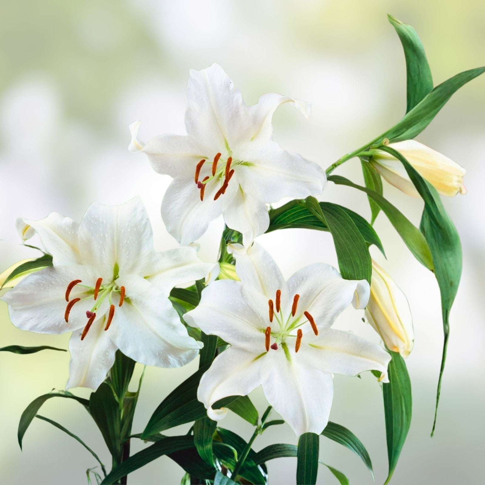 White Casa Blanca Oriental Lily Bulb 16-18cm Fragrant Lilium Live Plant for Garden Flower Bed Cut Flowers
