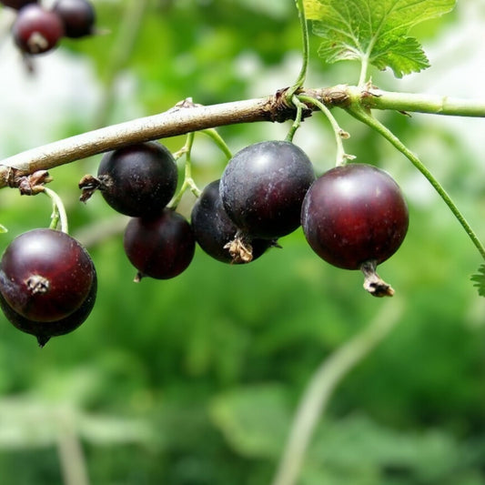 Jostaberry Live Plant Black Currant Gooseberry Bush Ribes nigrum x Ribes rubrum Hardy Zones 3-8 12" Cutting