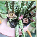 Orbea Variegata Succulent Cuttings 4 pcs 3-5" Green White Variegated Live Plant Easy Care Houseplant