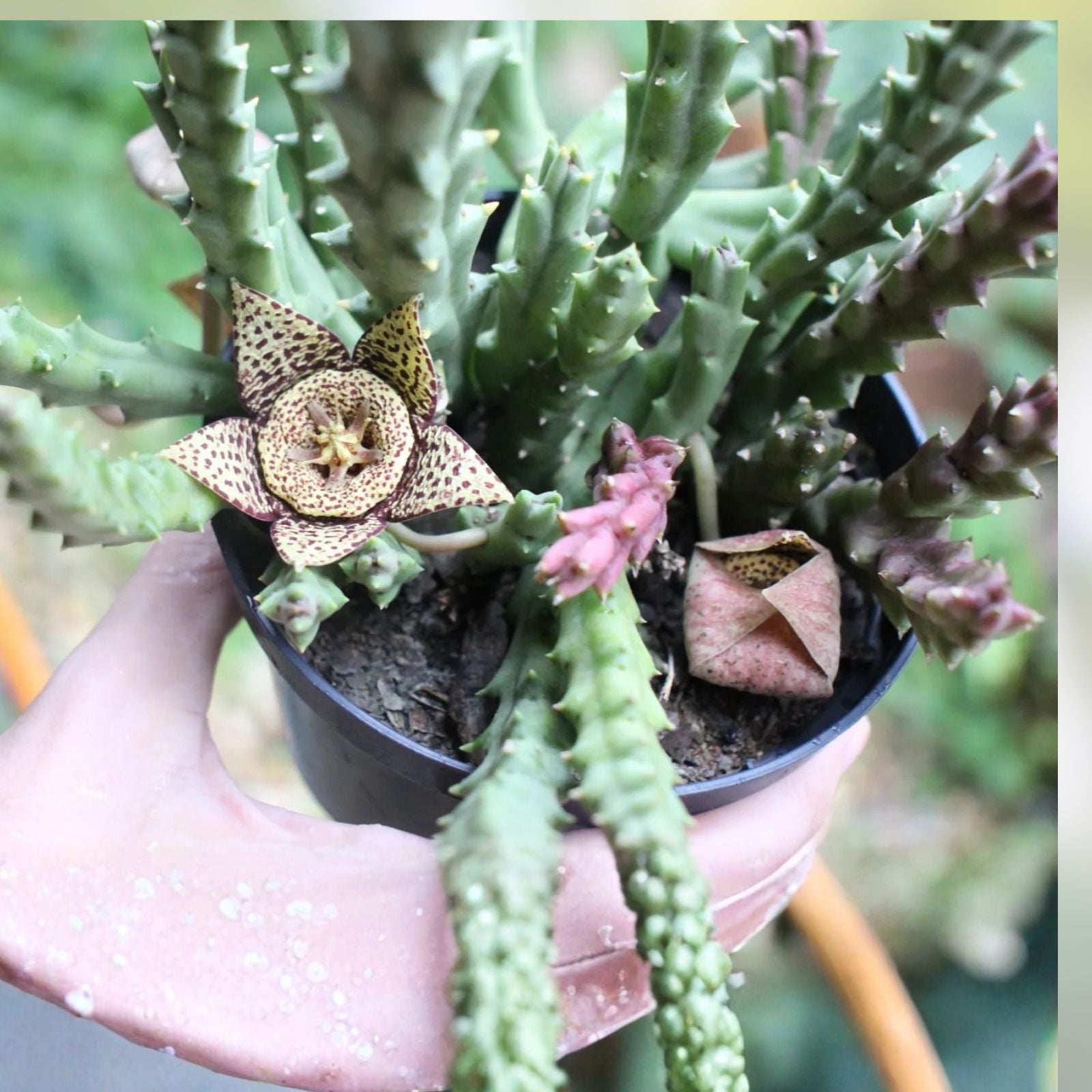 Orbea Variegata Succulent Cuttings 4 pcs 3-5" Green White Variegated Live Plant Easy Care Houseplant