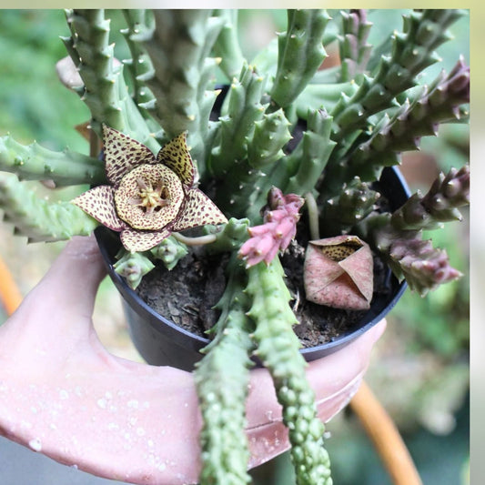 Orbea Variegata Succulent Cuttings 4 pcs 3-5" Green White Variegated Live Plant Easy Care Houseplant