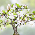 Japanese Cherry Blossom Bonsai Seeds - 20 Pink Flowering Tree Seeds - Prunus serrulata - Rare Flowering Plant Seeds