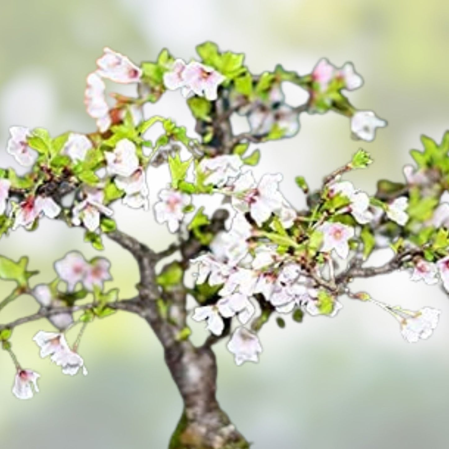 Japanese Cherry Blossom Bonsai Seeds - 20 Pink Flowering Tree Seeds - Prunus serrulata - Rare Flowering Plant Seeds