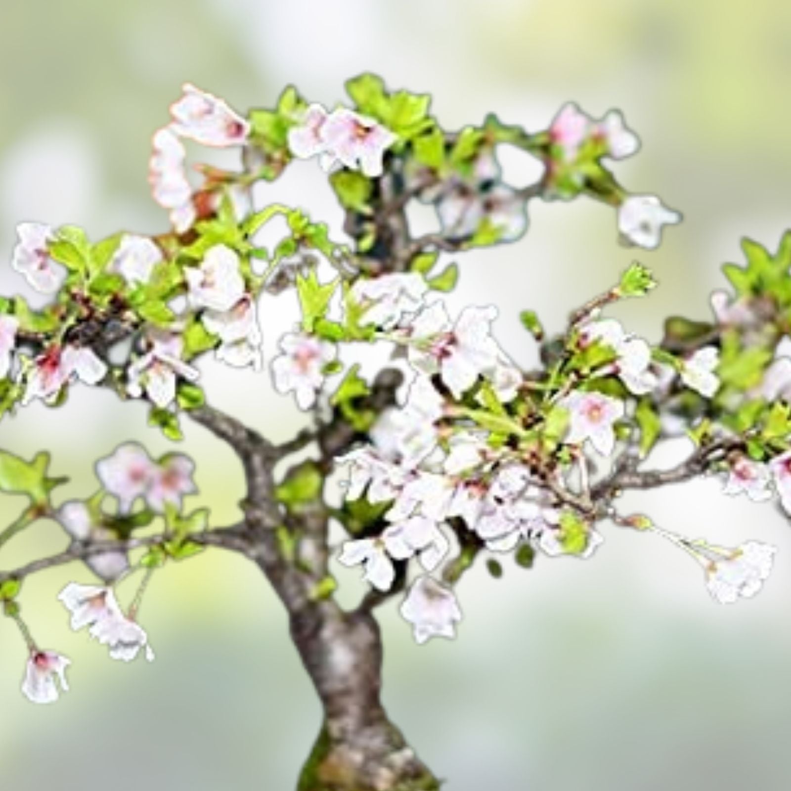 Japanese Cherry Blossom Bonsai Seeds - 20 Pink Flowering Tree Seeds - Prunus serrulata - Rare Flowering Plant Seeds