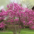 Jane Magnolia Tree Bare Root Live Plant 24" Reddish Purple Blooms Magnolia x 'Jane' Houseplant Tree
