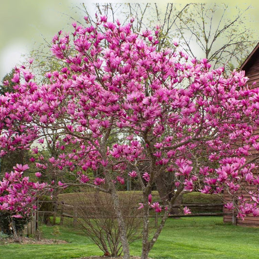 Jane Magnolia Tree Bare Root Live Plant 24" Reddish Purple Blooms Magnolia x 'Jane' Houseplant Tree