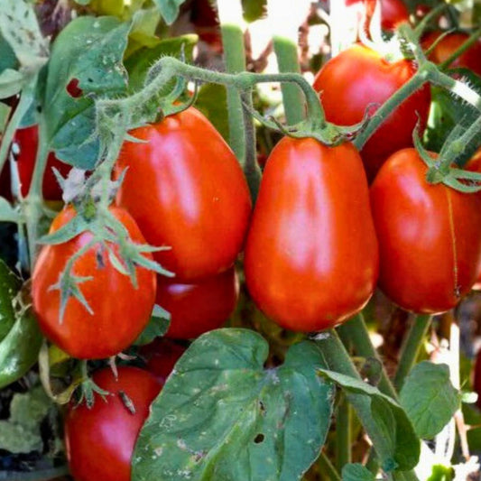 Italian Roma Tomato Seeds, Heirloom Non-GMO, 100 Pack, Vegetable Garden Starter, Solanum lycopersicum, Home Gardening