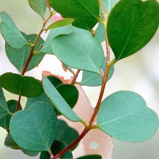 Heart Eucalyptus Tree Seeds 15 Pack – Webster's Mallee Eucalypt, Native Australian Tree, Drought Tolerant, Fast-Growing