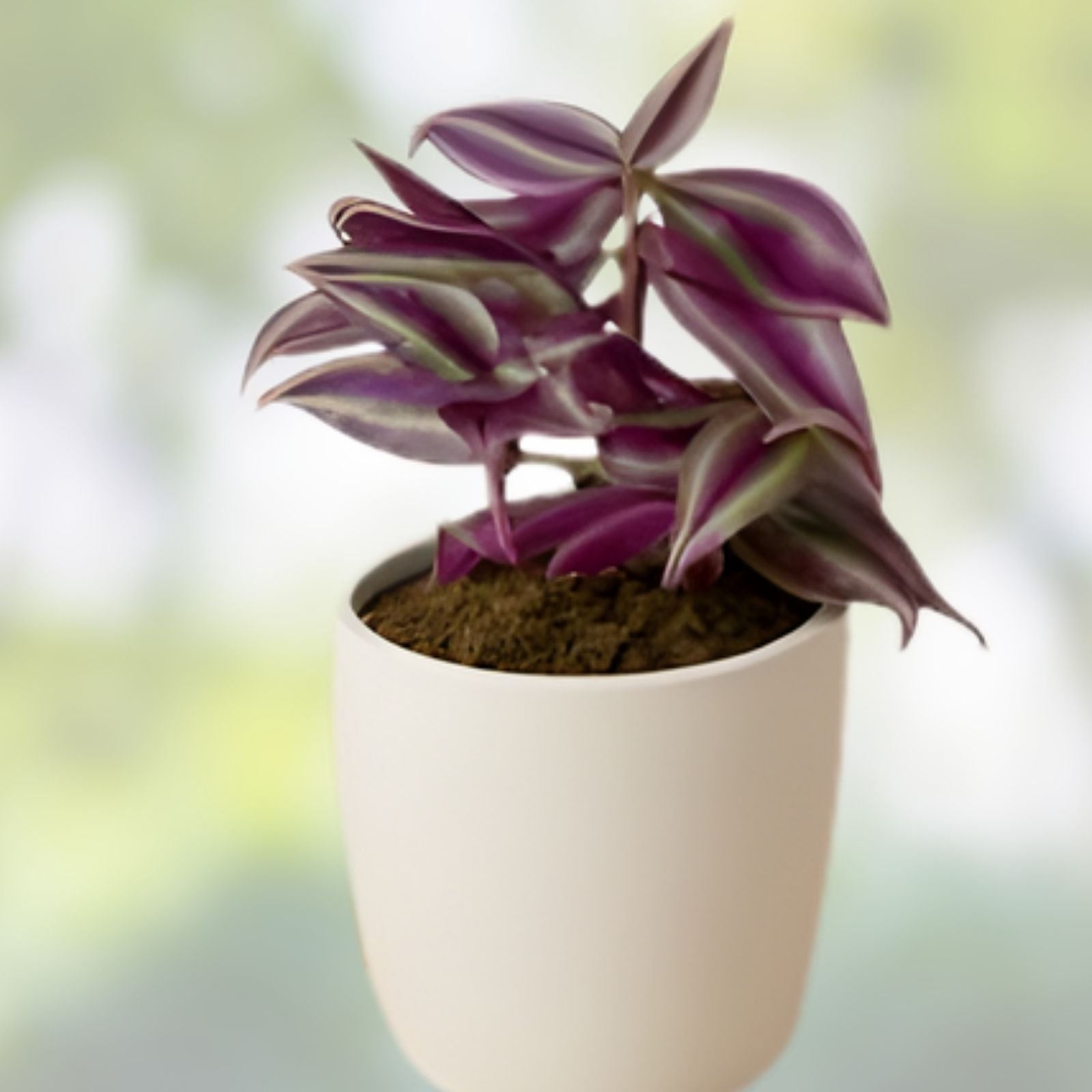 Wandering Jew Plant Cuttings - 9 Multicolor Varieties - Tradescantia Zebrina - Indoor Houseplant, Live Plant Cuttings, Easy Care