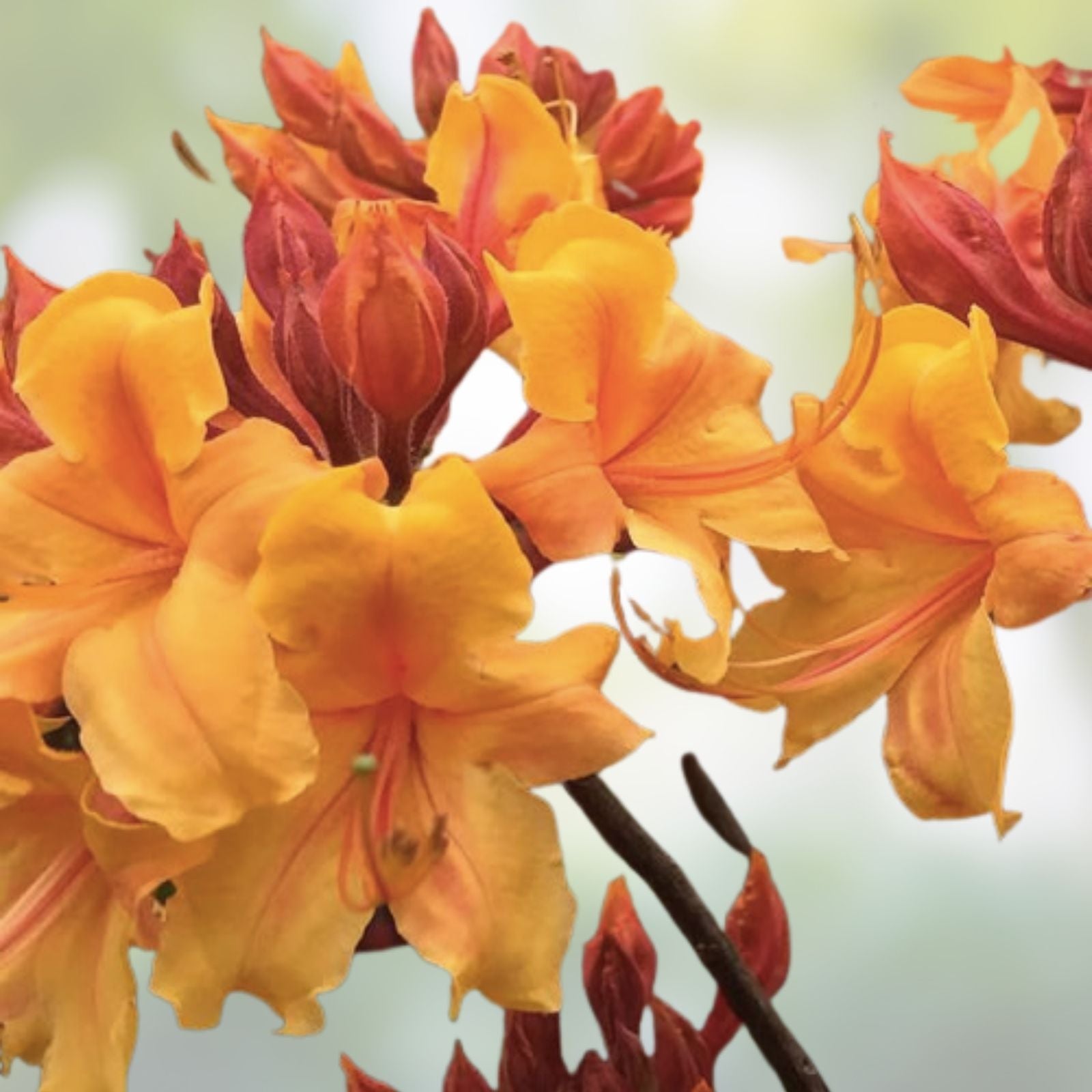 Aromi Azalea Starter Plant Mauvila Gold Deciduous Rhododendron Live Plant Small Garden Landscape