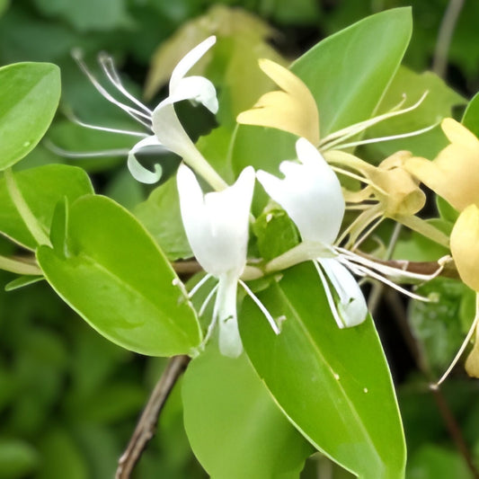 Japanese Honeysuckle Vine Live Rooted Plants Lonicera japonica Fragrant Houseplant Garden Plant