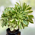 Variegated Aeonium Maybach Live Succulent Plant Cutting 3.5" Indoor Houseplant Low Maintenance