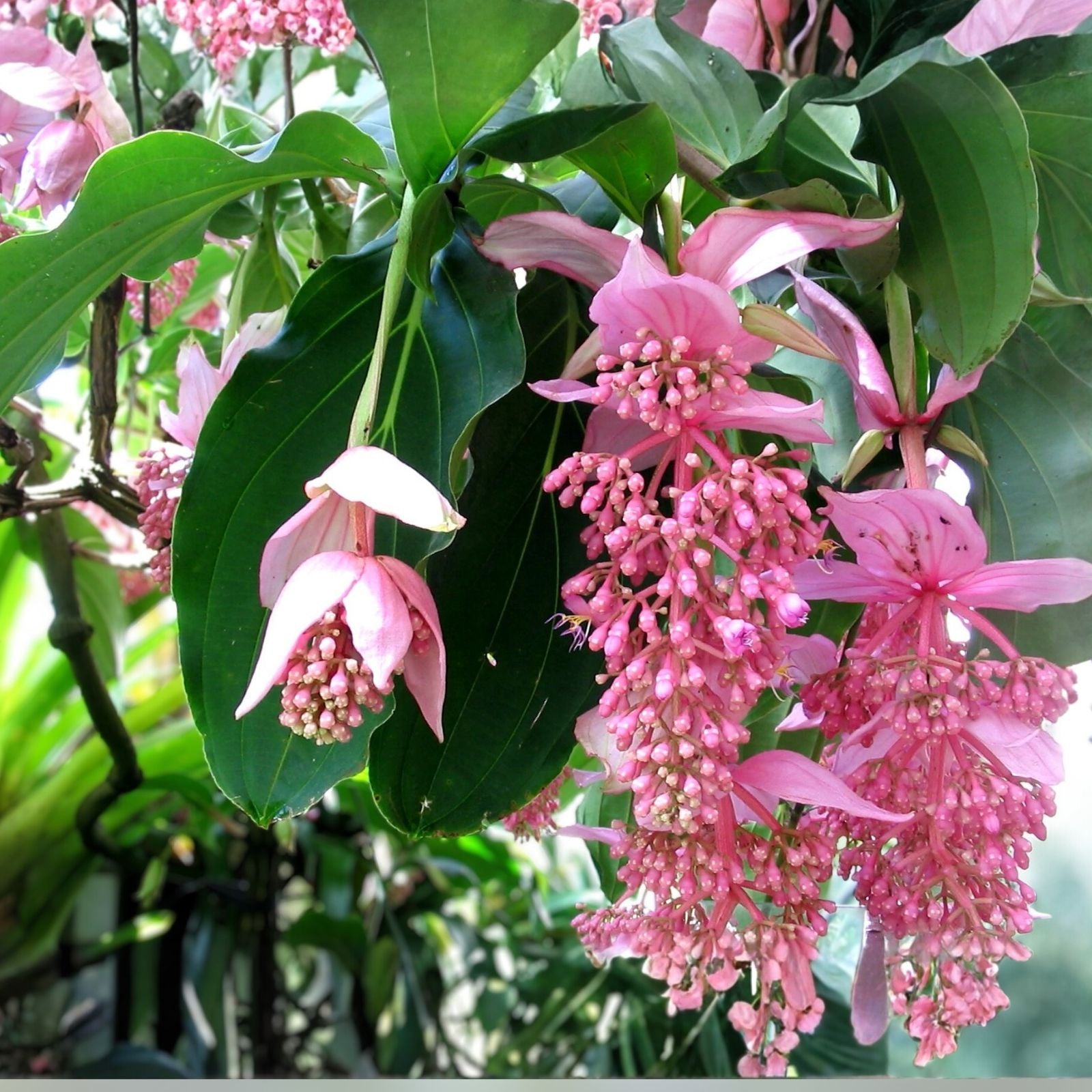 Medinilla Plant Starter - Bella Magnifica - Rare Live Rooted Houseplant - Tropical Foliage Plant - Fast Growing