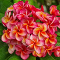 Plumeria Cutting Hurricane Sunrise Tropical Flowering Plant Frangipani Garden Live Plant Easy to Grow Gift