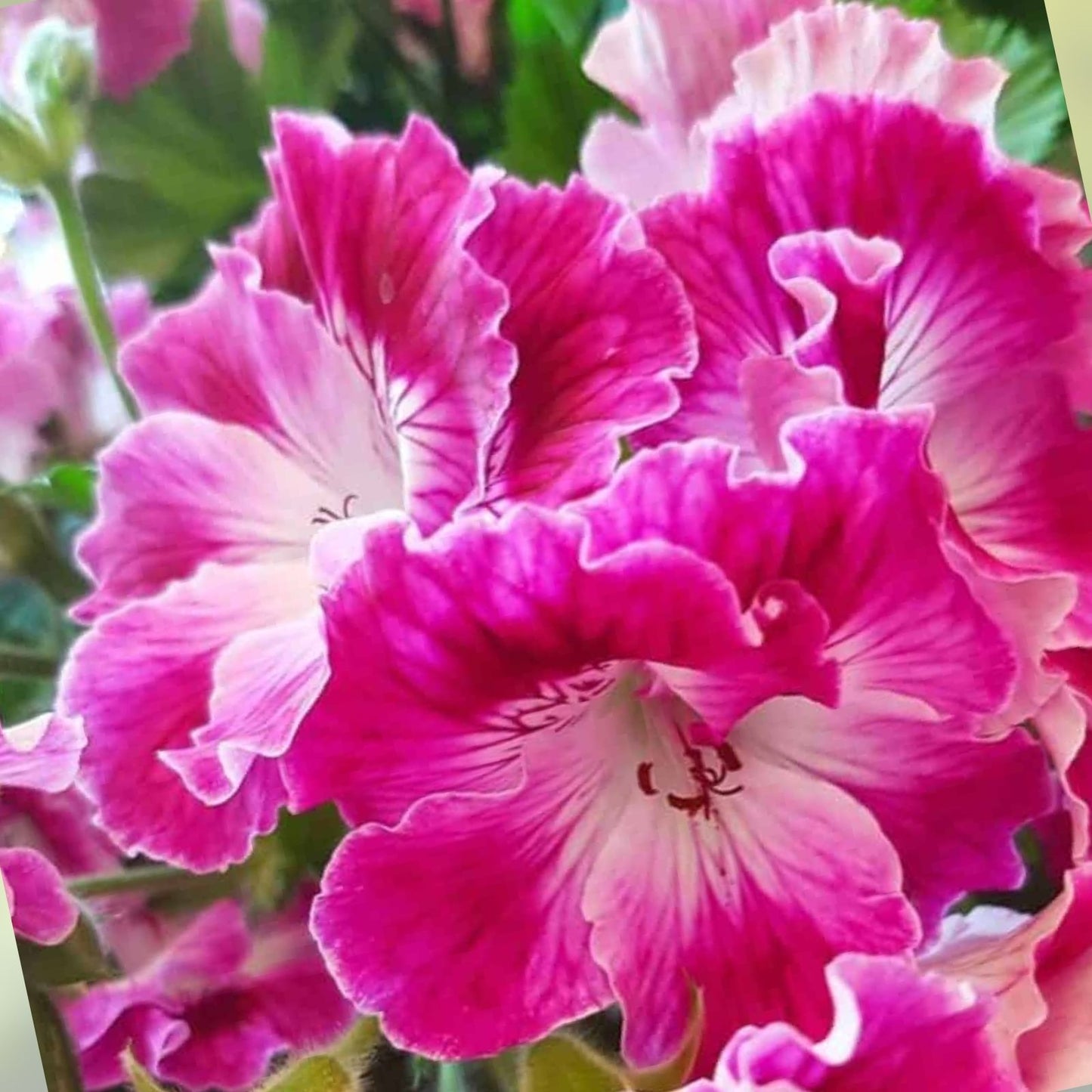 Martha Washington Geranium Pelargonium Cuttings - Live Plant Starter for Indoor Outdoor Garden, Houseplant Propagation, Bloom Haven Nursery