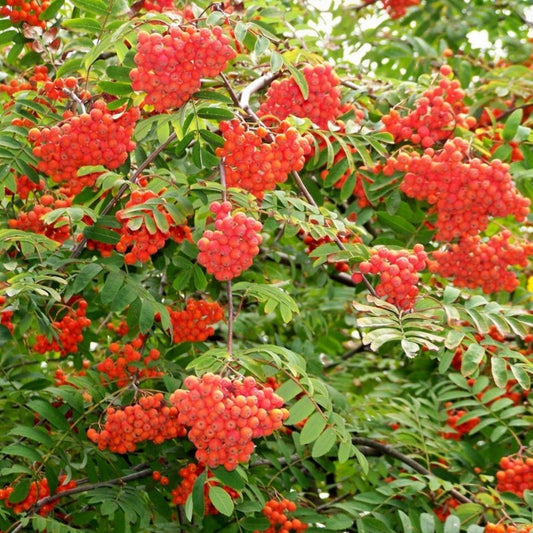 Mountain Ash Seeds 10 Pack | Sorbus aucuparia Hardy Tree Seeds with Edible Berries | Native Growers Fresh Stock