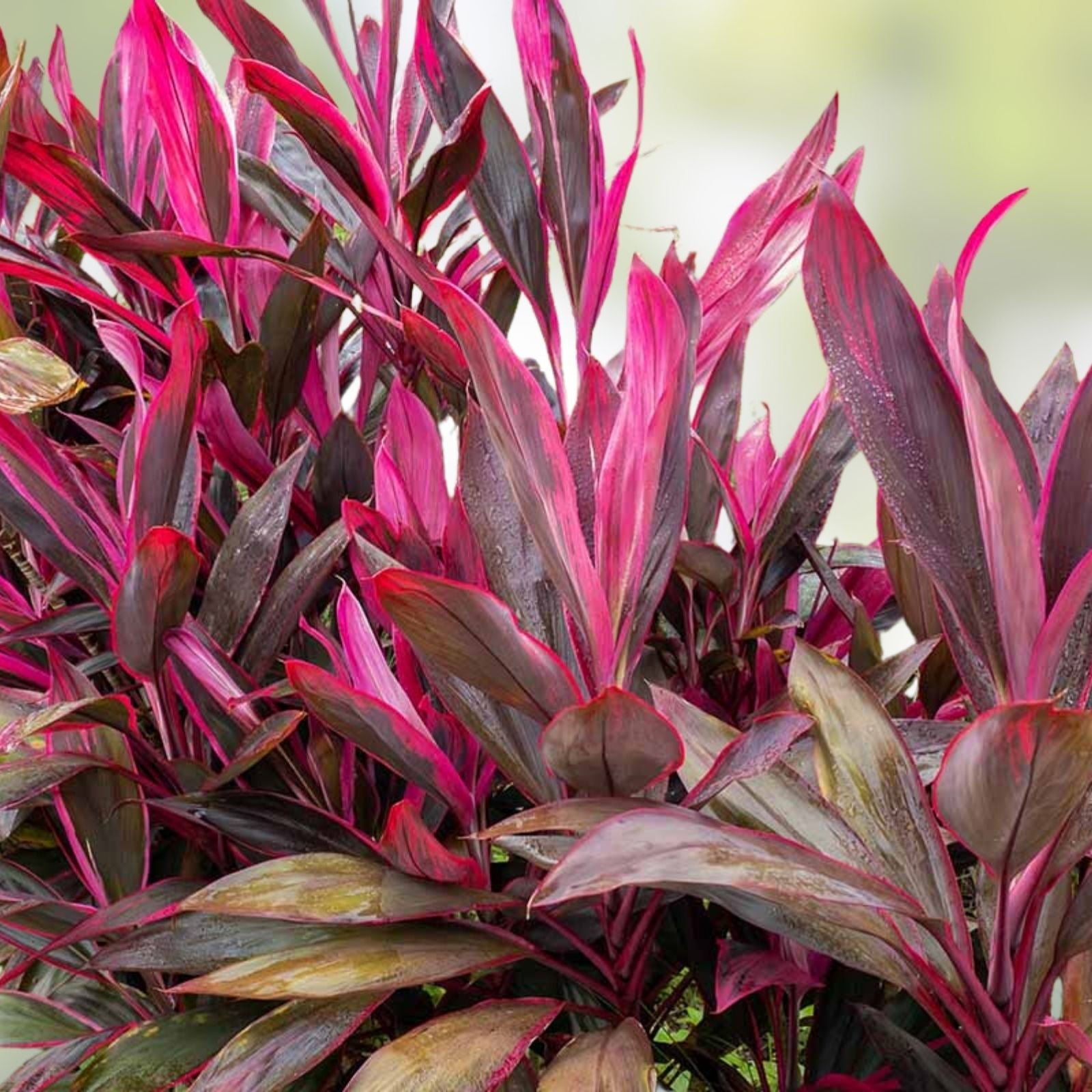 Hawaiian Ti Leaf Cuttings Red Variety, Cordyline fruticosa Starter Logs, Live Plant, Gardening, Landscaping, 6-inch
