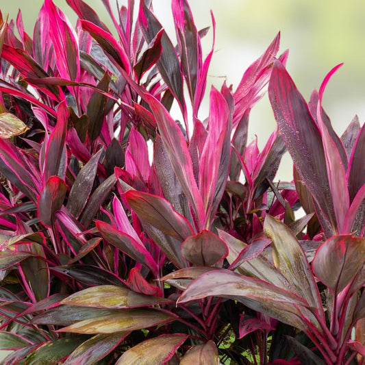 Hawaiian Ti Leaf Cuttings Red Variety, Cordyline fruticosa Starter Logs, Live Plant, Gardening, Landscaping, 6-inch