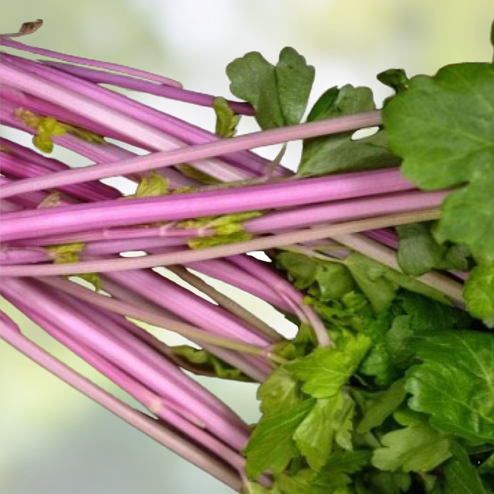 Heirloom Pink Celery Seeds 50 Pack Organic Non-GMO Chinese Variety Apium graveolens for Gardening